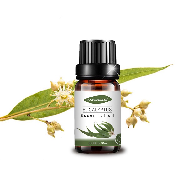 Eucalyptus ضروري تيل جو ڪارخانو هول سيل لاءِ ارومٿراپي بيوٽي ​​سپا (1)