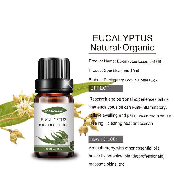 Eucalyptus ضروري تيل جو ڪارخانو هول سيل لاءِ ارومٿراپي بيوٽي ​​سپا (2)